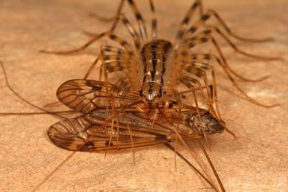 Flytrap je hmyz, ktorý ničí muchy a šváby