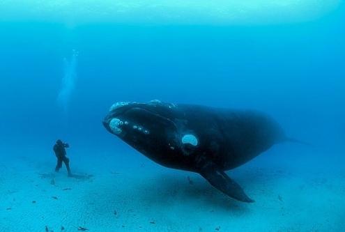 Najväčšia veľryba potrebuje ochranu
